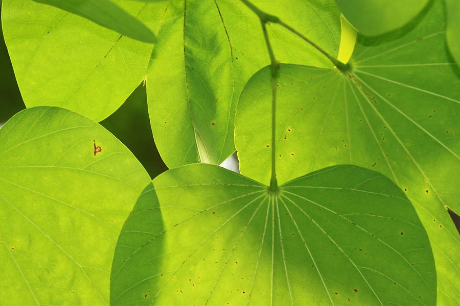  - light-flooded-green-leafs-andrea-urlass