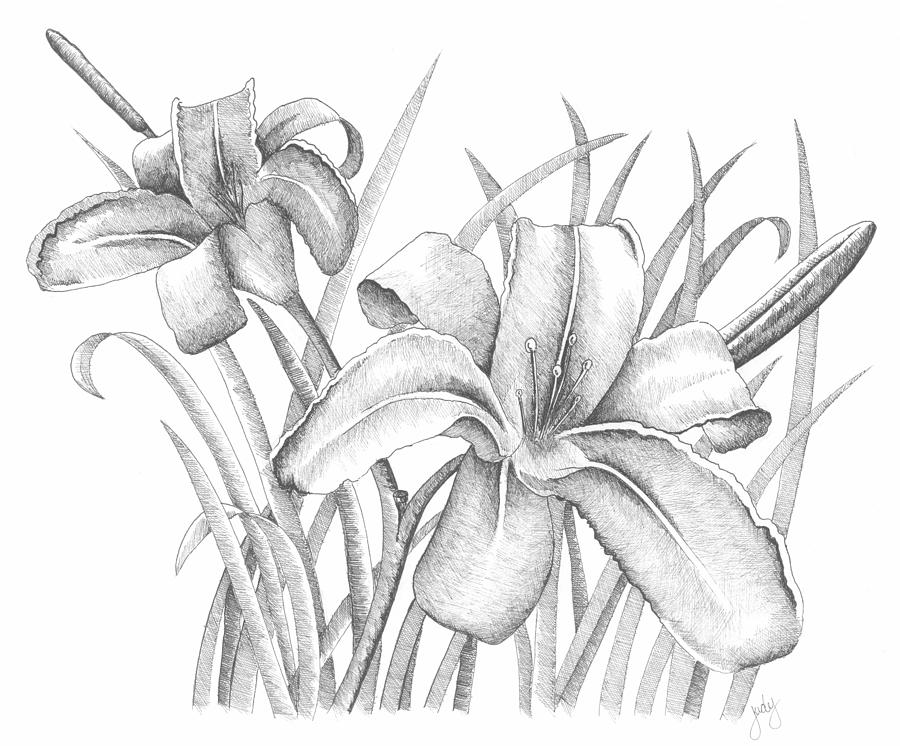 drawings lilies