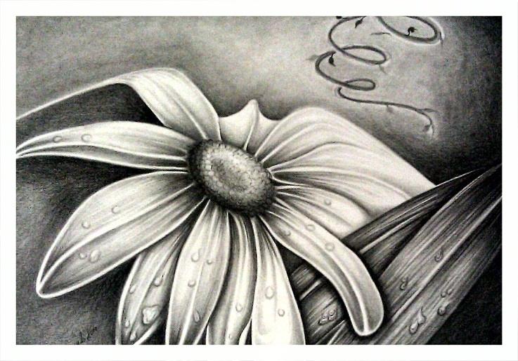 Lily Flower Drawing Owen Lafon