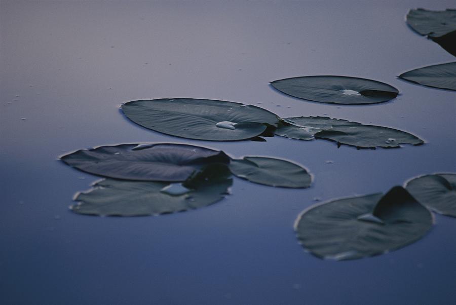 lily pad foam float