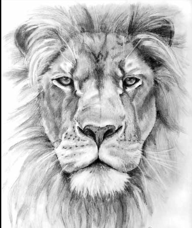 Simple Lion Face Sketch Drawing for Kids