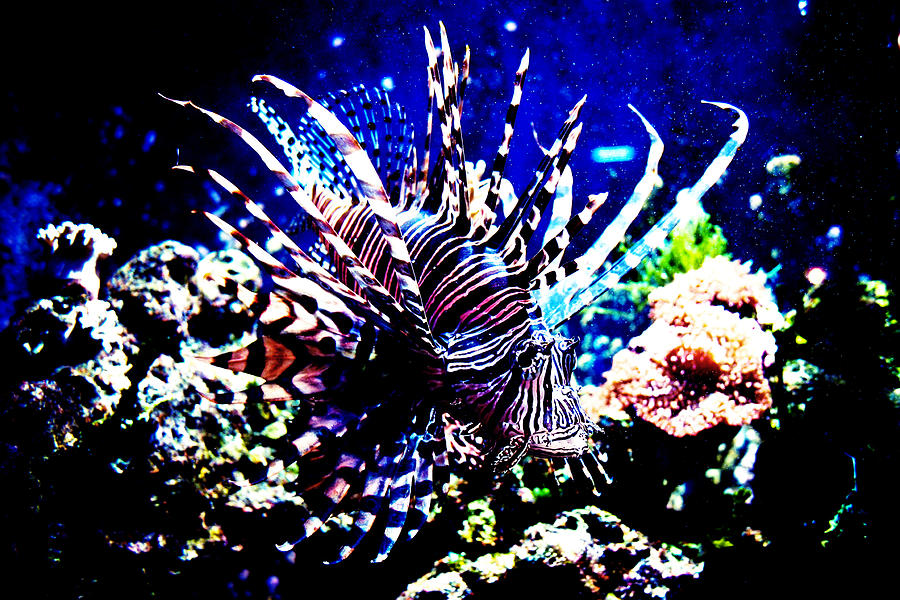 Lionfish In Aquarium