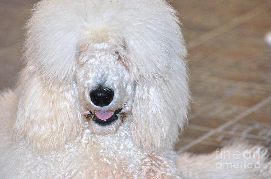 Lion Poodle