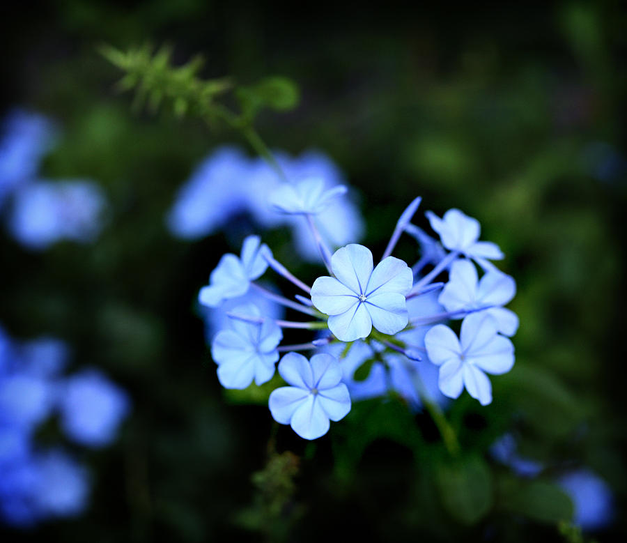 Blue Hawaii Flower 42