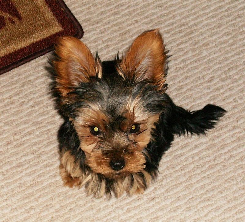 yorkie 4 months yorkie 4 months by verpaelst yorkie 4 months yorkie 4 months by verpaelst