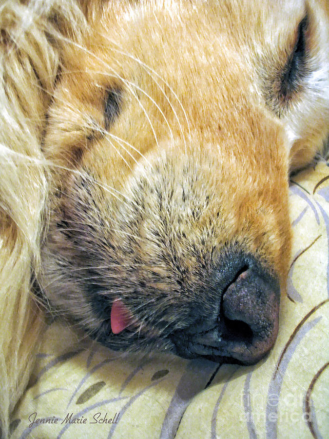 Golden Retriever Tongue