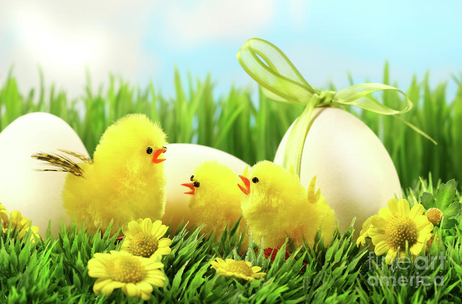 easter chicks pictures