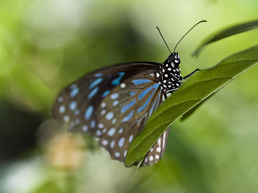 Milkweed Butterflies