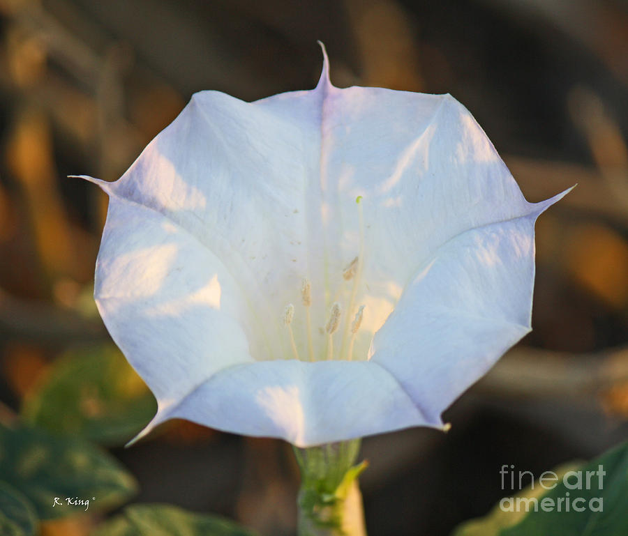 Loco Weed Flower Photograph by Roena King