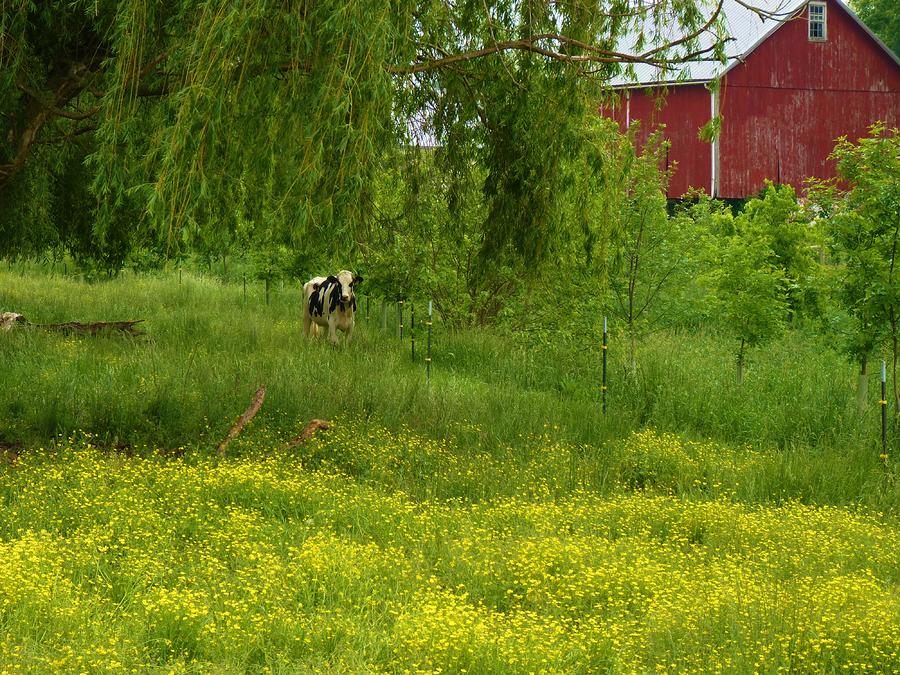 emergency radiology imaging and intervention free Want FREE Access to A Lonely Cow Weeps at Dawn. Enter an e-mail, create a password, start watching.