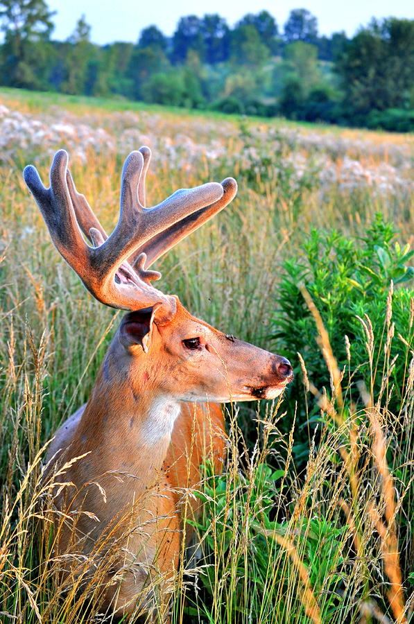 Long Nose Photograph By Emily Stauring 7873