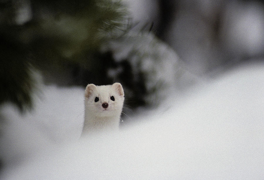 White Snow Weasel