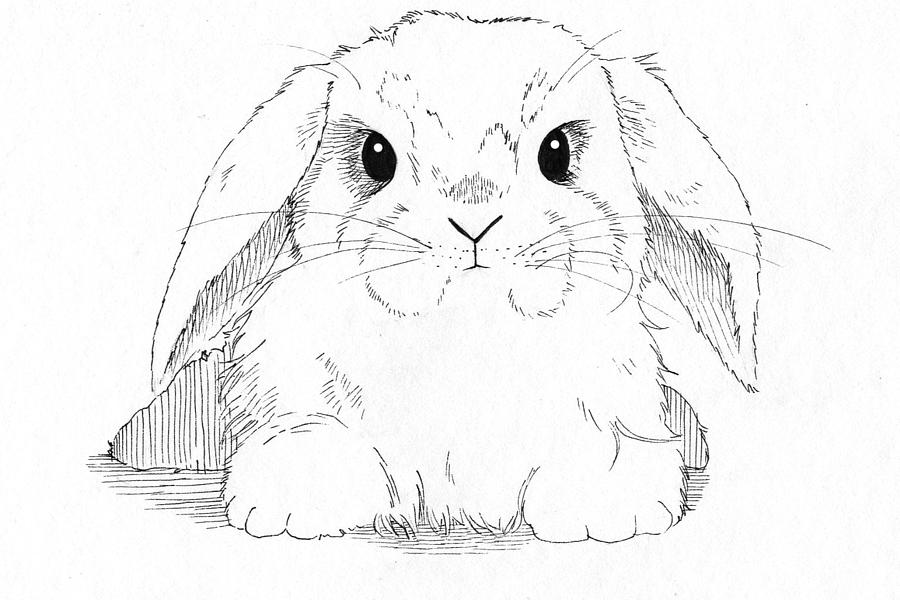 Lopeared Bunny Drawing by Callan RogersGrazado