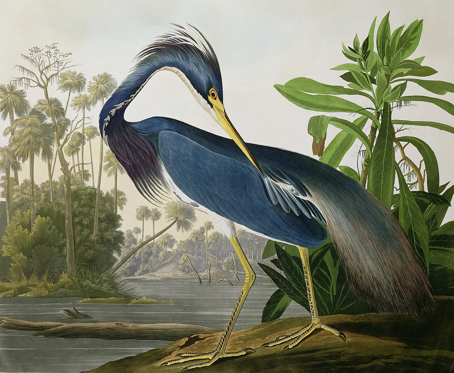 http://images.fineartamerica.com/images-medium-large/louisiana-heron-john-james-audubon.jpg