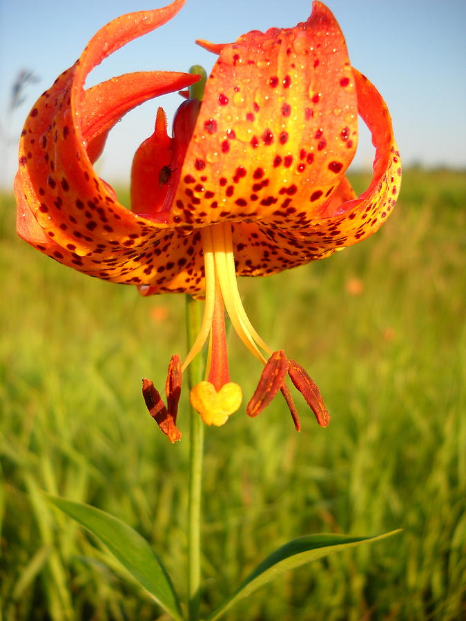 Lovely Orange Spotted Tiger Lily by Kent Lorentzen