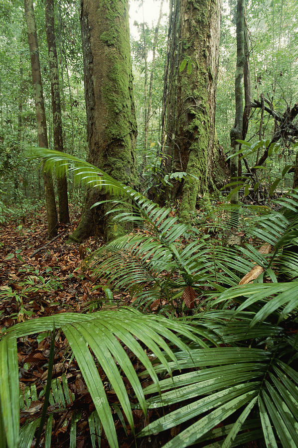 Lowland Rainforest With Dipterocarp Photograph By Tim Laman