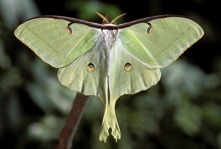 Luna Moth - Actias Luna Photograph By Phil Degginger