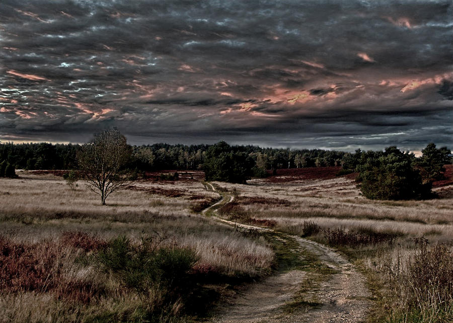 Luneburg Heath