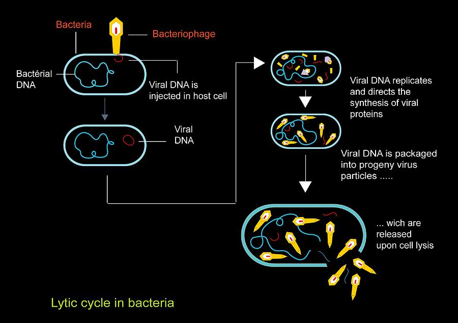 Lytic Viral Cycle Diagram By Science Photo Library