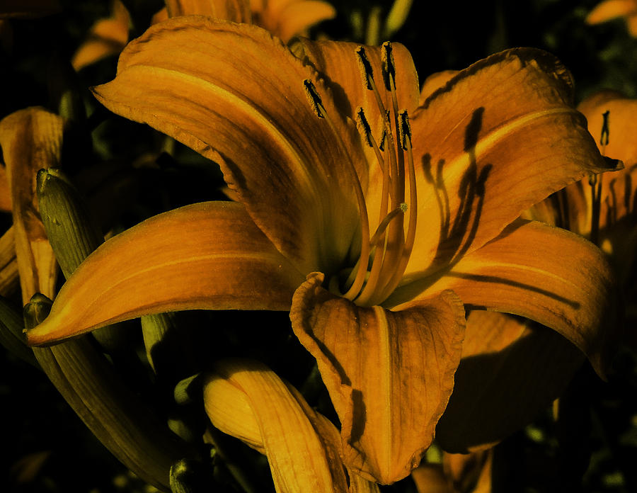 Macro Lily