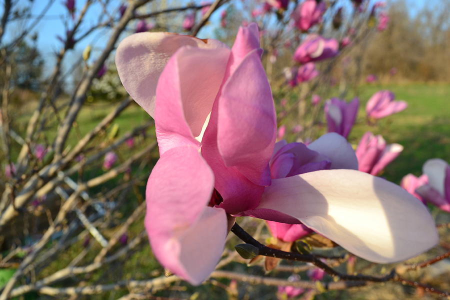 Magnolia Blossom Photograph By Carman Turner Fine Art America