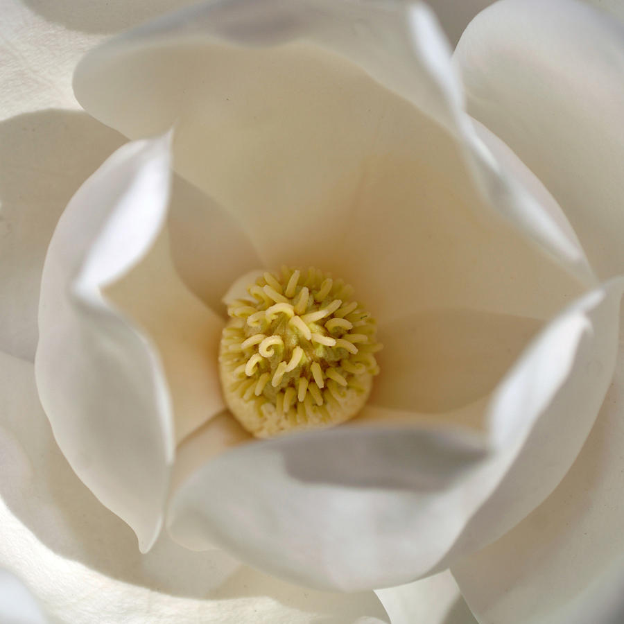 Magnolia Flower by Jill Reger