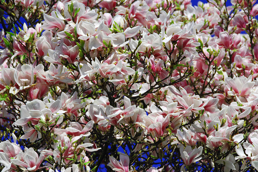  - magnolia-paul-tarrant