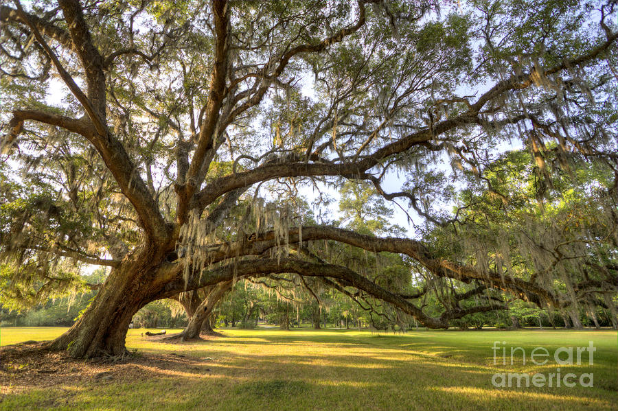 magnolia plantation live oak sunrise by dustin k ryan magnolia plantation live oak sunrise by dustin k ryan