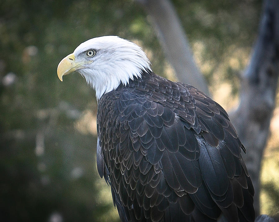 Majestic Bird Photograph By Christine Bakke