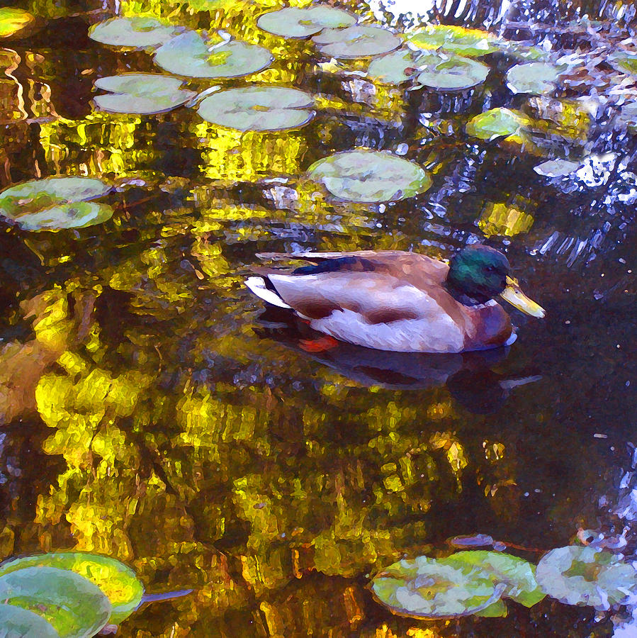 duck on pond