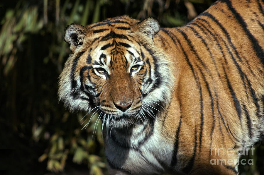 Malayan Tiger Images