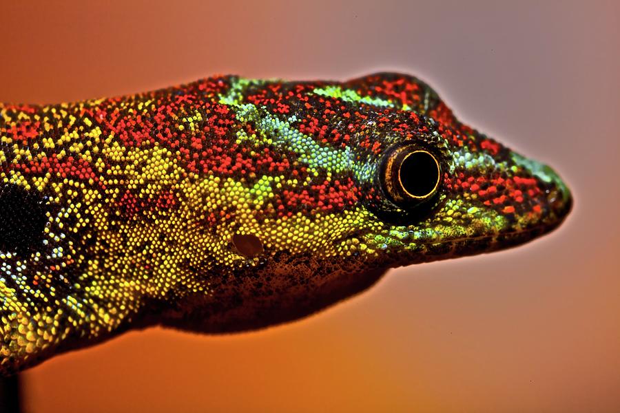 Male Gecko