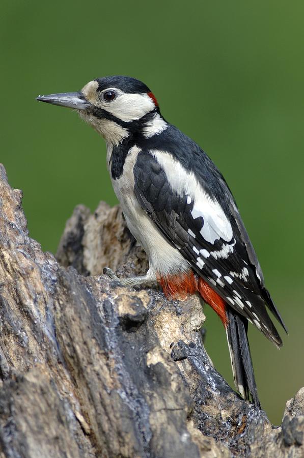 Male Great Spotted Woodpecker Photograph By Colin Varndell 