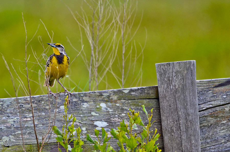  - male-lilians-meadowlark-brenda-becker