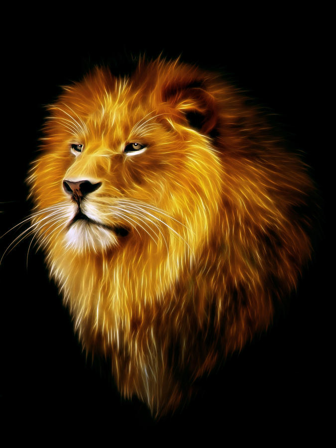 Lion Male Picture