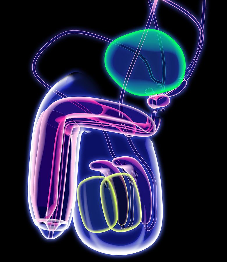 Male Reproductive System Artwork Photograph By Roger Harris Fine Art