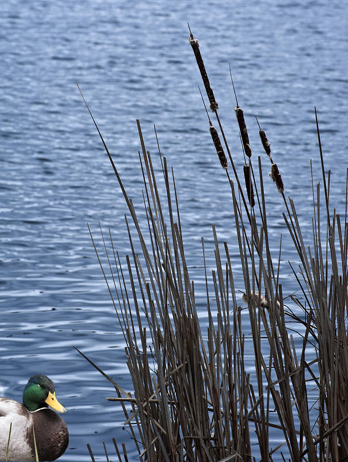 Mallard Duck Photograph By Joe Granita Fine Art America