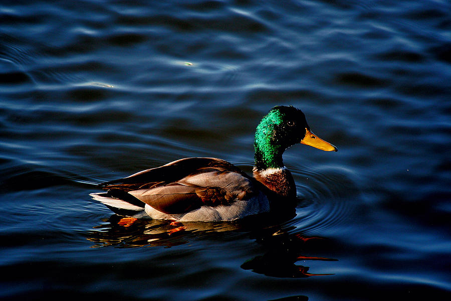 Mallord Duck On Lake Michigan by Martin Morehead