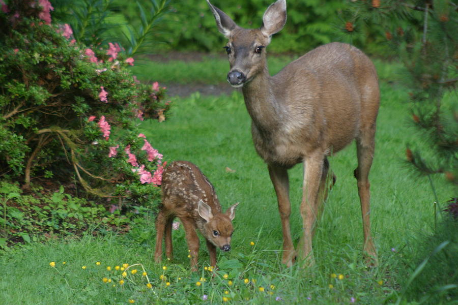 Baby Bambi Pictures