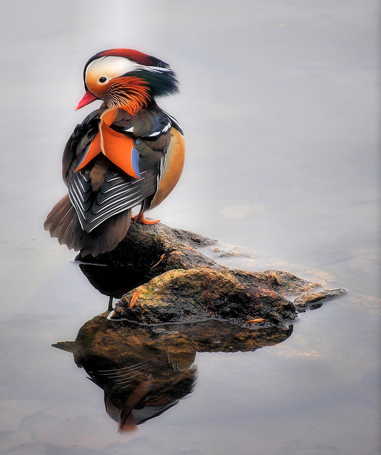 mandarin-duck-reflection-theresa-diehl.jpg