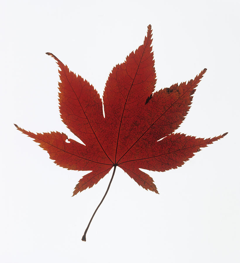 Japanese Maple Leaf Outline images