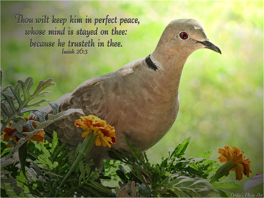 bible-quotes-about-doves-quotesgram