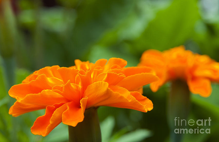  - marigold-flowers-jeannette-hunt