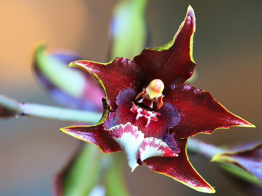 Maroon Orchid
