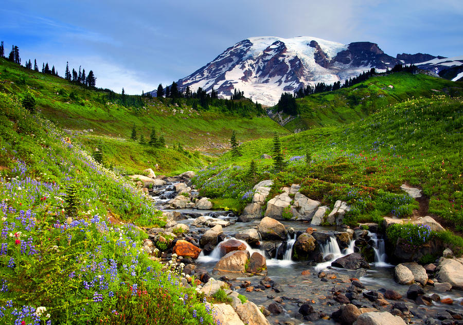  - martha-creek-wildflowers-mike-dawson