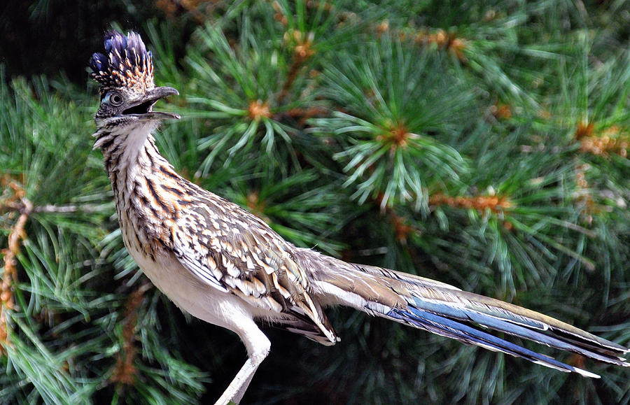 Roadrunner Meep Meep