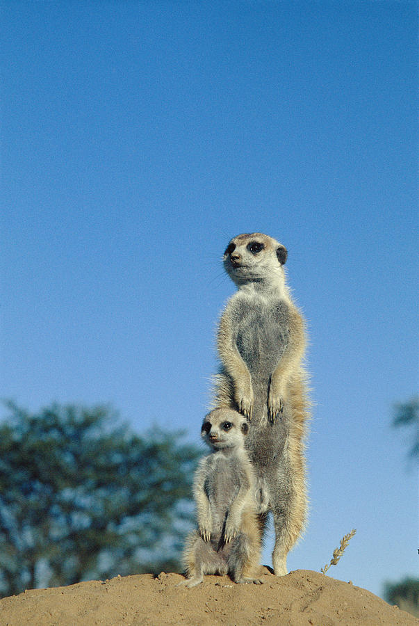 Meerkats is a photogra... Meerkat Pictures To Print