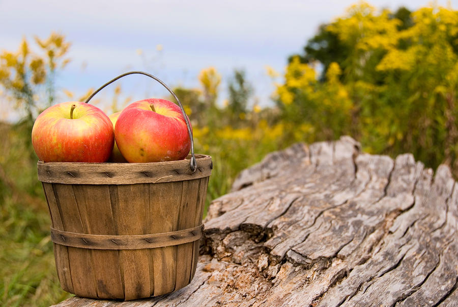 Michigan Apples Photograph By Maria Dryfhout Fine Art America