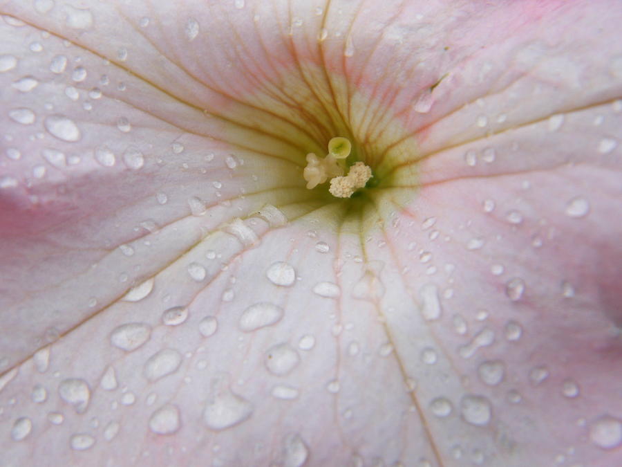 - micro-rain-droplets-on-blushing-petunia-mary-sedivy