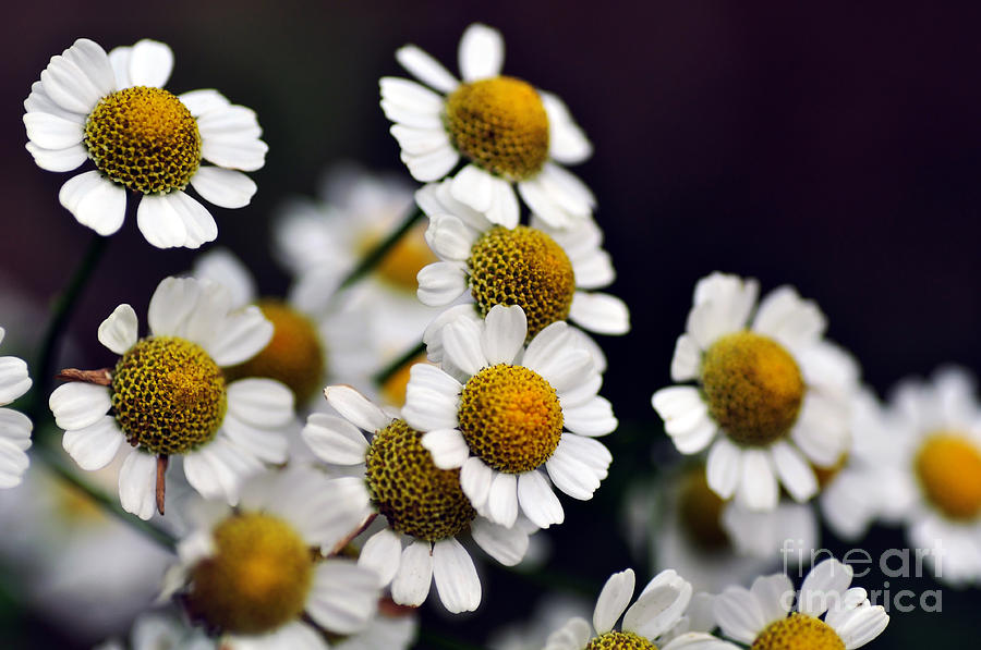 Mini Daisies